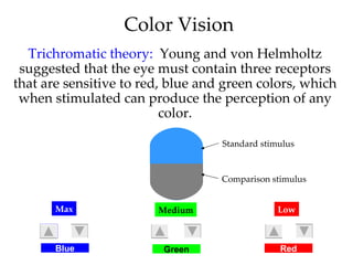 Color Vision
  Trichromatic theory: Young and von Helmholtz
 suggested that the eye must contain three receptors
that are sensitive to red, blue and green colors, which
 when stimulated can produce the perception of any
                          color.

                                   Standard stimulus



                                   Comparison stimulus


       Max              Medium                  Low



       Blue              Green                  Red
 