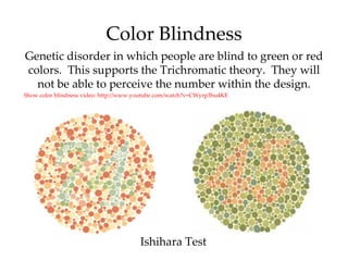 Color Blindness
Genetic disorder in which people are blind to green or red
colors. This supports the Trichromatic theory. They will
  not be able to perceive the number within the design.
Show color blindness video: http://www.youtube.com/watch?v=CWyrp3hu4KE




                                       Ishihara Test
 