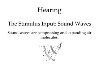 Hearing

The Stimulus Input: Sound Waves
Sound waves are compressing and expanding air
                  molecules.
 