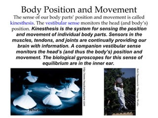 Body Position and Movement
 The sense of our body parts’ position and movement is called
kinesthesis. The vestibular sense monitors the head (and body’s)
position. Kinesthesis is the system for sensing the position
   and movement of individual body parts. Sensors in the
 muscles, tendons, and joints are continually providing our
    brain with information. A companion vestibular sense
   monitors the head’s (and thus the body’s) position and
   movement. The biological gyroscopes for this sense of
                equilibrium are in the inner ear.


                                 http://www.heyokamagazine.com




                                                                             Bob Daemmrich/ The Image Works
        Whirling Dervishes                                       Wire Walk
 