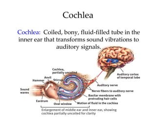 Cochlea
Cochlea: Coiled, bony, fluid-filled tube in the
inner ear that transforms sound vibrations to
               auditory signals.
 