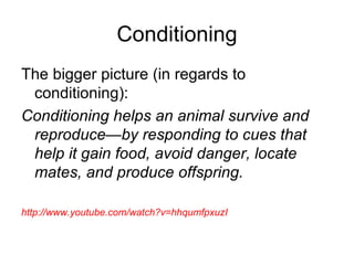 Conditioning
The bigger picture (in regards to
 conditioning):
Conditioning helps an animal survive and
 reproduce—by responding to cues that
 help it gain food, avoid danger, locate
 mates, and produce offspring.

http://www.youtube.com/watch?v=hhqumfpxuzI
 
