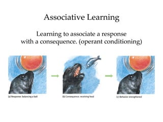 Associative Learning
     Learning to associate a response
with a consequence. (operant conditioning)
 