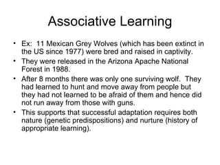 Associative Learning
• Ex: 11 Mexican Grey Wolves (which has been extinct in
  the US since 1977) were bred and raised in captivity.
• They were released in the Arizona Apache National
  Forest in 1988.
• After 8 months there was only one surviving wolf. They
  had learned to hunt and move away from people but
  they had not learned to be afraid of them and hence did
  not run away from those with guns.
• This supports that successful adaptation requires both
  nature (genetic predispositions) and nurture (history of
  appropriate learning).
 