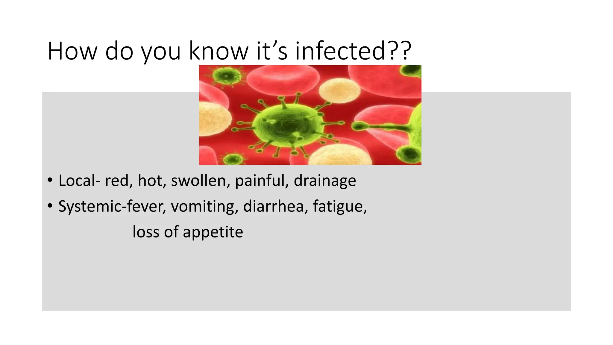 How do you know it’s infected??
• Local- red, hot, swollen, painful, drainage
• Systemic-fever, vomiting, diarrhea, fatigue,
loss of appetite
 