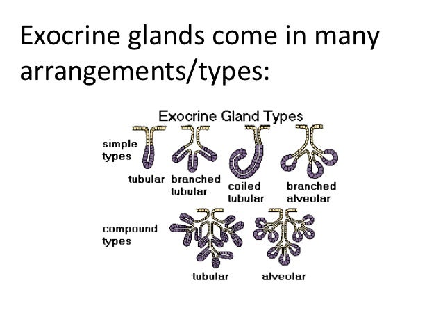 A And P Mod 2 Pages 42 50
