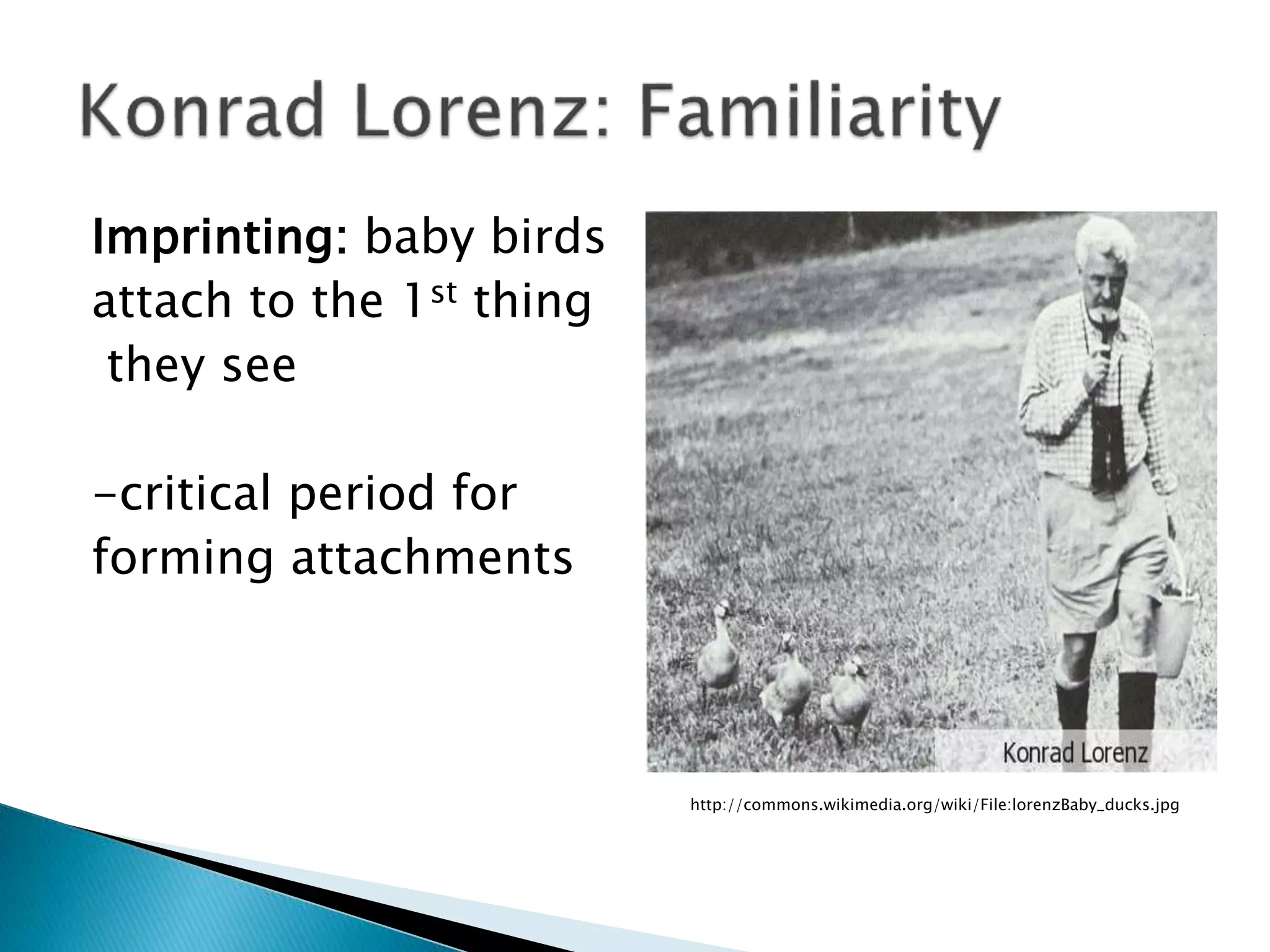 Imprinting: baby birds
attach to the 1st thing
they see
-critical period for
forming attachments
http://commons.wikimedia.org/wiki/File:lorenzBaby_ducks.jpg
 