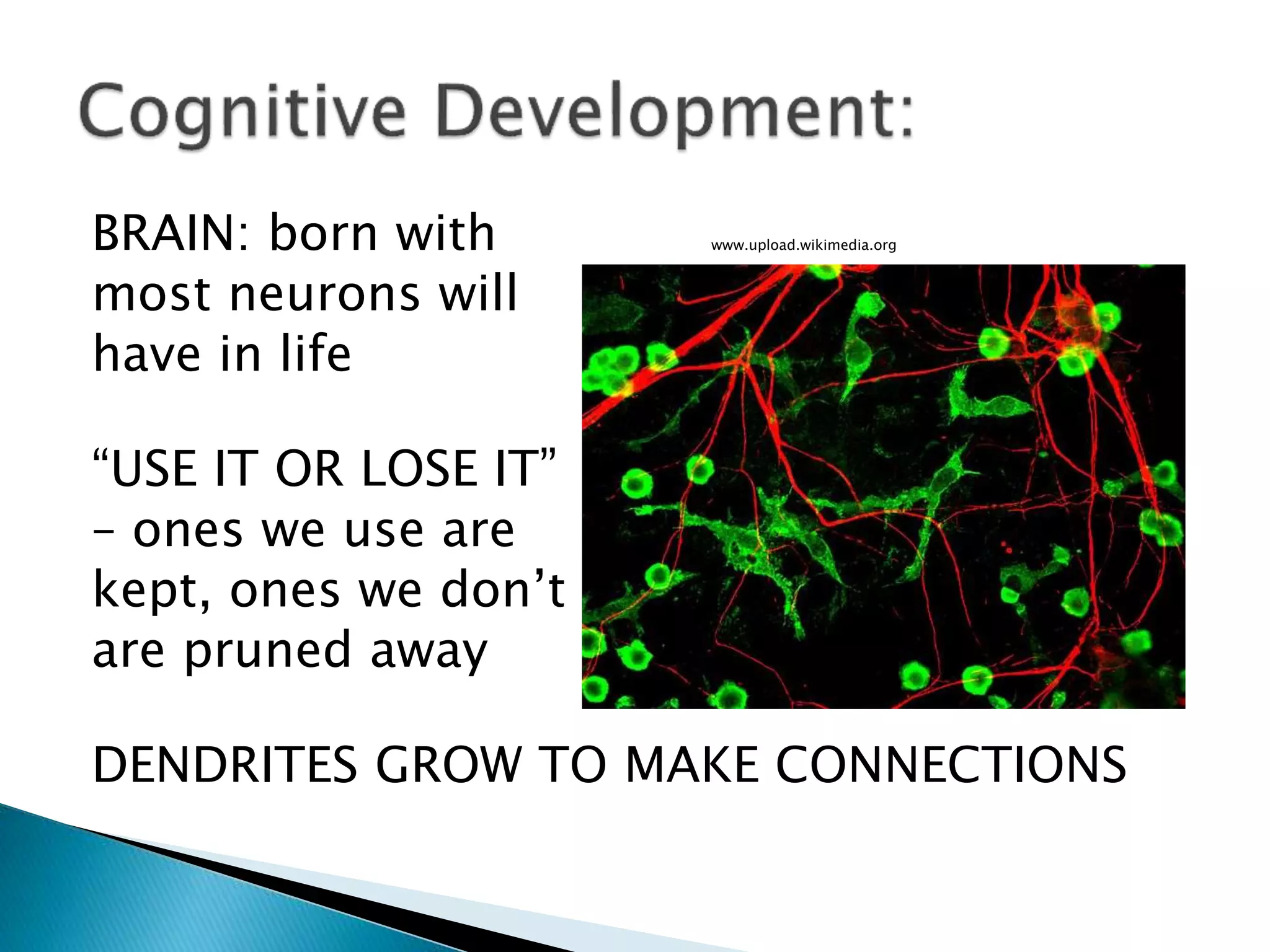 BRAIN: born with www.upload.wikimedia.org
most neurons will
have in life
“USE IT OR LOSE IT”
– ones we use are
kept, ones we don’t
are pruned away
DENDRITES GROW TO MAKE CONNECTIONS
 