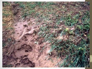 soil erosion and conservation | PPTX