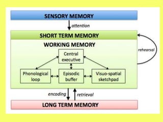 Mod 3 working memory model slides | PPTX