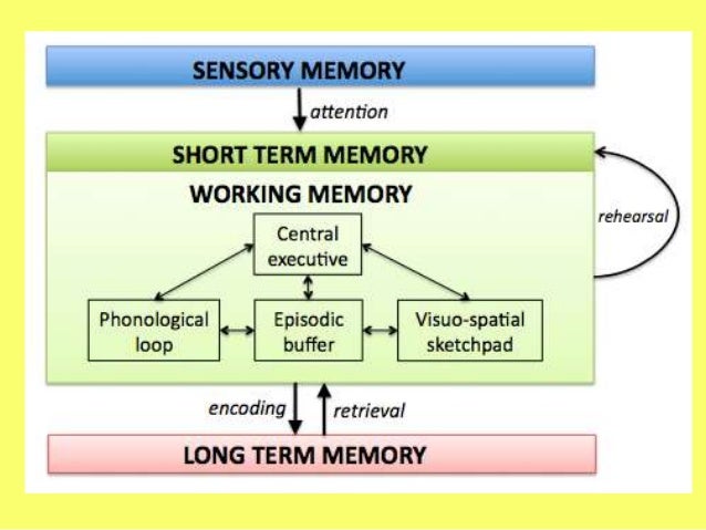 Mod 3 working memory model slides