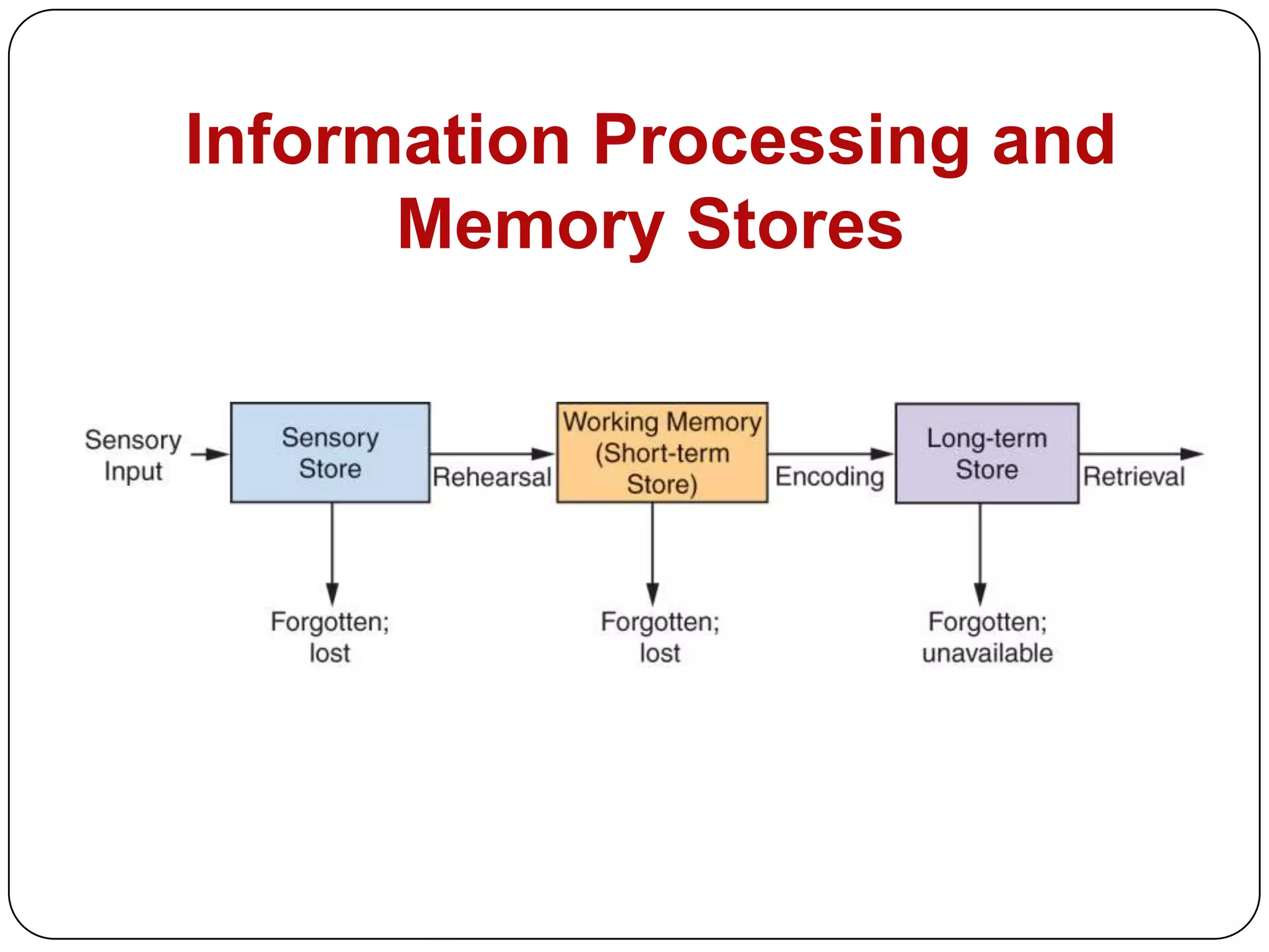 Information Processing and
Memory Stores

 