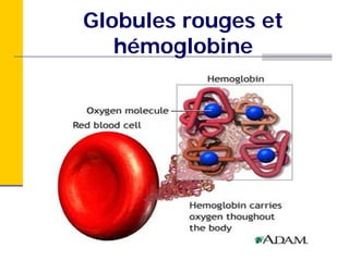 Globules rouges et
   hémoglobine
 