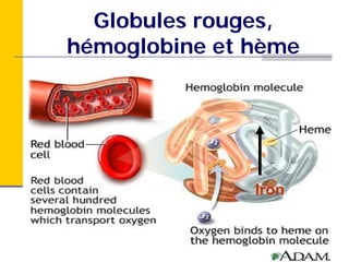 Globules rouges,
hémoglobine et hème




               Iron
 