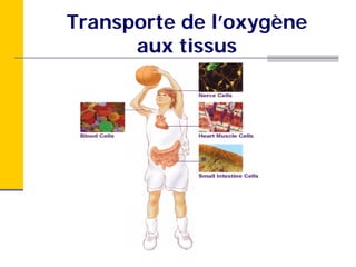 Transporte de l’oxygène
      aux tissus
 