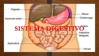 SISTEMA DIGESTIVO
 