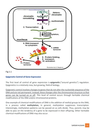 Mod 4 regulation of gene expression -notes SH.pdf