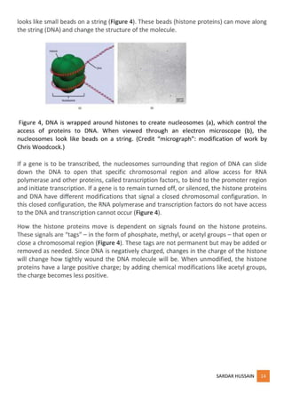 regulation of gene expression - part 1 | PDF