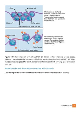 regulation of gene expression - part 1 | PDF