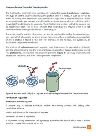 regulation of gene expression - part 2 | PDF