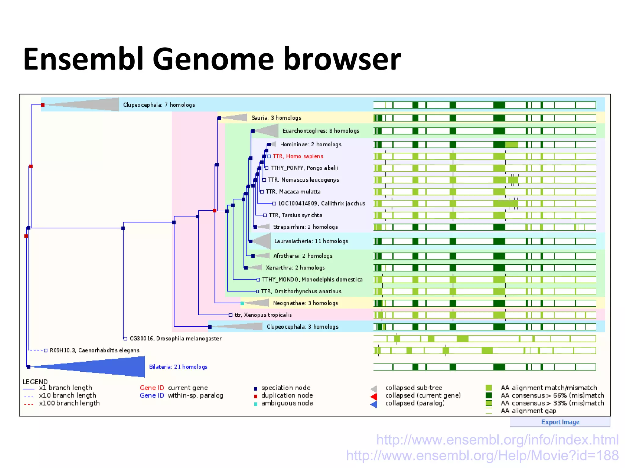Ensembl Genome browser Usefulness: One place for all information on a particular gene / structure / location / variation But also:  Comparison to other species The Ensembl Team has a lot of training movies and examples available. Check them out! http://www.ensembl.org/info/index.html http://www.ensembl.org/Help/Movie?id=188 