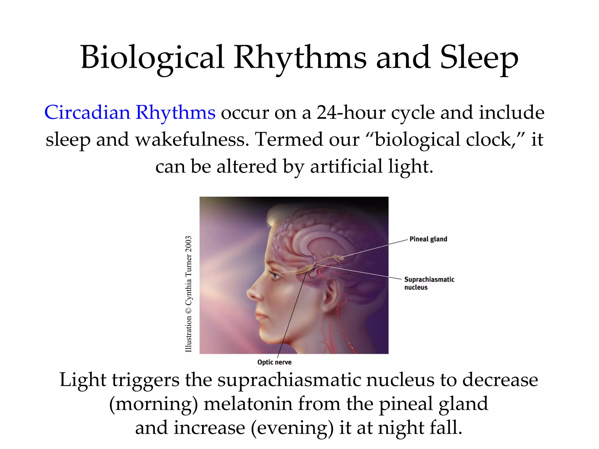 Biological Rhythms and Sleep Circadian Rhythms   occur on a 24-hour cycle and include sleep and wakefulness. Termed our “biological clock,” it can be altered by artificial light. Light triggers the suprachiasmatic nucleus to decrease (morning) melatonin from the pineal gland and increase (evening) it at night fall. Illustration © Cynthia Turner 2003 