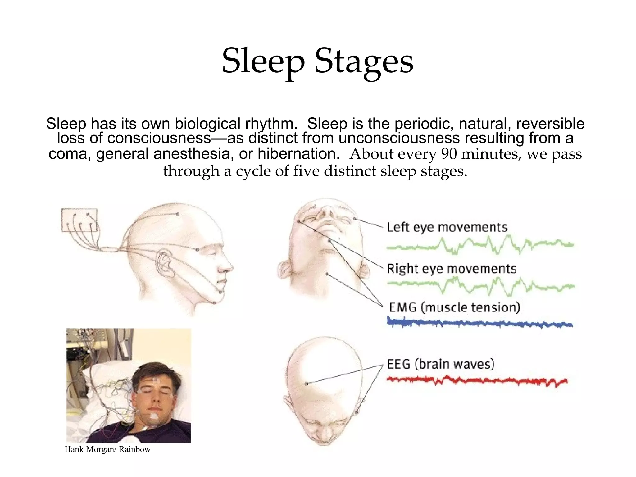 Sleep has its own biological rhythm.  Sleep is the periodic, natural, reversible loss of consciousness—as distinct from unconsciousness resulting from a coma, general anesthesia, or hibernation.  About every 90 minutes, we pass through a cycle of five distinct sleep stages. Sleep Stages Hank Morgan/ Rainbow 