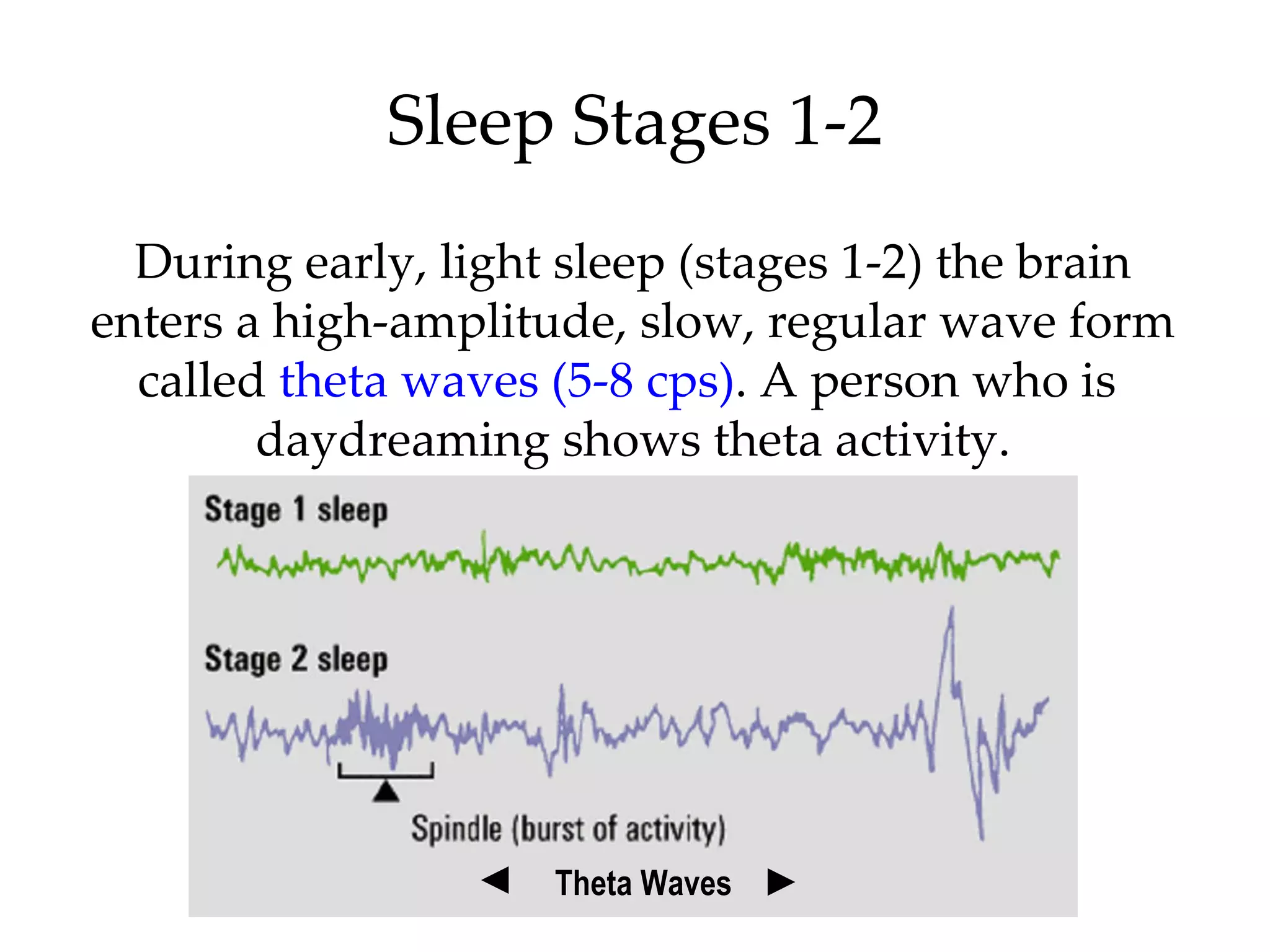 Sleep Stages 1-2 During early, light sleep (stages 1-2) the brain enters a high-amplitude, slow, regular wave form called  theta waves (5-8 cps) . A person who is  daydreaming shows theta activity. Theta Waves 