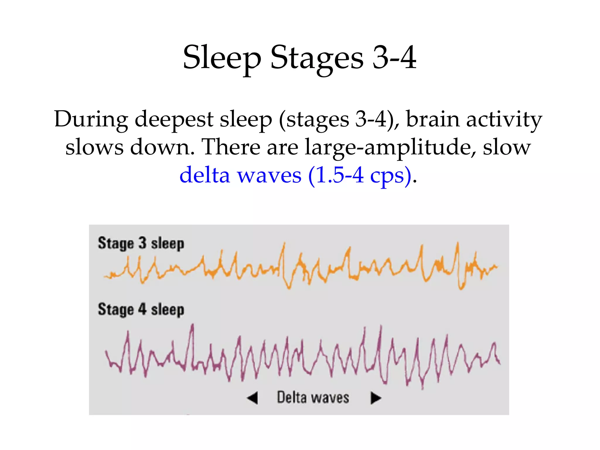 Sleep Stages 3-4 During deepest sleep (stages 3-4), brain activity slows down. There are large-amplitude, slow  delta waves (1.5-4 cps) . 