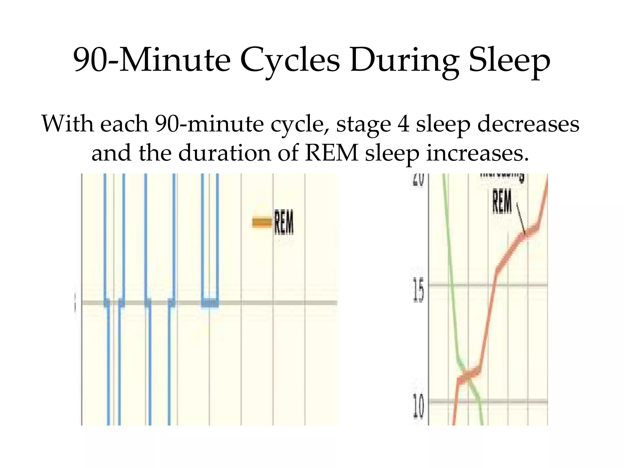 90-Minute Cycles During Sleep With each 90-minute cycle, stage 4 sleep decreases and the duration of REM sleep increases. 