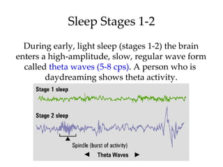 Sleep Stages 1-2 During early, light sleep (stages 1-2) the brain enters a high-amplitude, slow, regular wave form called  theta waves (5-8 cps) . A person who is  daydreaming shows theta activity. Theta Waves 