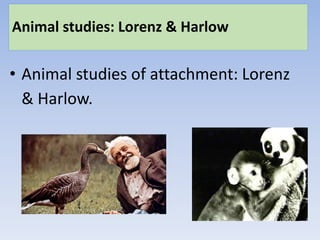 Animal studies: Lorenz & Harlow
• Animal studies of attachment: Lorenz
& Harlow.
 