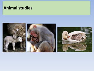 Animal studies
 