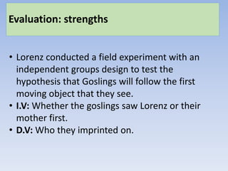 Evaluation: strengths
• Lorenz conducted a field experiment with an
independent groups design to test the
hypothesis that Goslings will follow the first
moving object that they see.
• I.V: Whether the goslings saw Lorenz or their
mother first.
• D.V: Who they imprinted on.
 