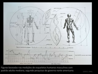 Figuras baseadas nas medições de esqueletos humanos masculinos com
padrão adulto mediano, segundo pesquisas do governo norte-americano.   (DOCZI, 1990)
 