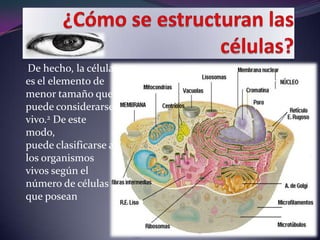 De hecho, la célula
es el elemento de
menor tamaño que
puede considerarse
vivo.2 De este
modo,
puede clasificarse a
los organismos
vivos según el
número de células
que posean
 