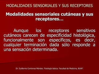 MODALIDADES SENSORIALES Y SUS RECEPTORES
Modalidades sensoriales cutáneas y sus
receptores…
Aunque los receptores sensitivos
cutáneos carecen de especificidad histológica,
funcionalmente son específicos, es decir,
cualquier terminación dada sólo responde a
una sensación determinada.
Dr. Guillermo Contreras Méndez. Fisiología básica. Facultad de Medicina, BUAP.
 