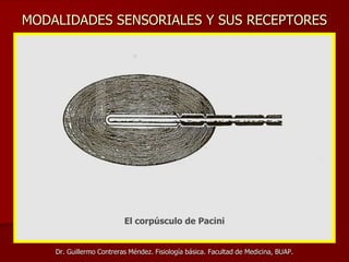 MODALIDADES SENSORIALES Y SUS RECEPTORES
Dr. Guillermo Contreras Méndez. Fisiología básica. Facultad de Medicina, BUAP.
El corpúsculo de Pacini
 