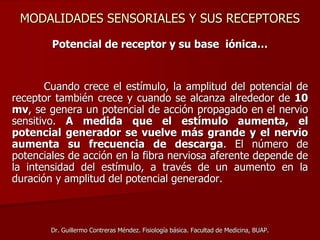 MODALIDADES SENSORIALES Y SUS RECEPTORES
Potencial de receptor y su base iónica…
Cuando crece el estímulo, la amplitud del potencial de
receptor también crece y cuando se alcanza alrededor de 10
mv, se genera un potencial de acción propagado en el nervio
sensitivo. A medida que el estímulo aumenta, el
potencial generador se vuelve más grande y el nervio
aumenta su frecuencia de descarga. El número de
potenciales de acción en la fibra nerviosa aferente depende de
la intensidad del estímulo, a través de un aumento en la
duración y amplitud del potencial generador.
Dr. Guillermo Contreras Méndez. Fisiología básica. Facultad de Medicina, BUAP.
 