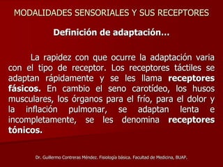 MODALIDADES SENSORIALES Y SUS RECEPTORES
Definición de adaptación…
La rapidez con que ocurre la adaptación varia
con el tipo de receptor. Los receptores táctiles se
adaptan rápidamente y se les llama receptores
fásicos. En cambio el seno carotídeo, los husos
musculares, los órganos para el frío, para el dolor y
la inflación pulmonar, se adaptan lenta e
incompletamente, se les denomina receptores
tónicos.
Dr. Guillermo Contreras Méndez. Fisiología básica. Facultad de Medicina, BUAP.
 