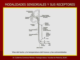 MODALIDADES SENSORIALES Y SUS RECEPTORES
Dr. Guillermo Contreras Méndez. Fisiología básica. Facultad de Medicina, BUAP.
El corpúsculo de Pacini
Vías del tacto y la temperatura del tronco y las extremidades
 