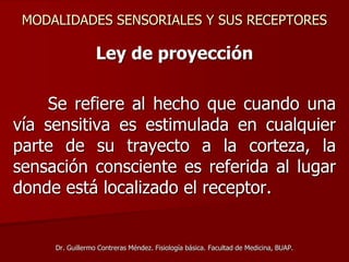MODALIDADES SENSORIALES Y SUS RECEPTORES
Ley de proyección
Se refiere al hecho que cuando una
vía sensitiva es estimulada en cualquier
parte de su trayecto a la corteza, la
sensación consciente es referida al lugar
donde está localizado el receptor.
Dr. Guillermo Contreras Méndez. Fisiología básica. Facultad de Medicina, BUAP.
 