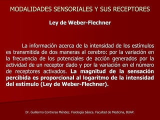 MODALIDADES SENSORIALES Y SUS RECEPTORES
Ley de Weber-Flechner
La información acerca de la intensidad de los estímulos
es transmitida de dos maneras al cerebro: por la variación en
la frecuencia de los potenciales de acción generados por la
actividad de un receptor dado y por la variación en el número
de receptores activados. La magnitud de la sensación
percibida es proporcional al logaritmo de la intensidad
del estímulo (Ley de Weber-Flechner).
Dr. Guillermo Contreras Méndez. Fisiología básica. Facultad de Medicina, BUAP.
 