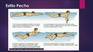 Estilo Pecho
 