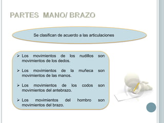 Se clasifican de acuerdo a las articulaciones




 Los movimientos de los         nudillos   son
  movimientos de los dedos.

 Los movimientos de la          muñeca     son
  movimientos de las manos.

 Los movimientos de los           codos    son
  movimientos del antebrazo.

 Los   movimientos      del    hombro      son
  movimientos del brazo.
 