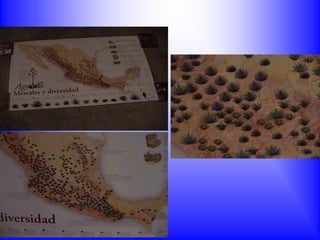 ESTADOS DONDE SE PRODUCE AGAVE
 