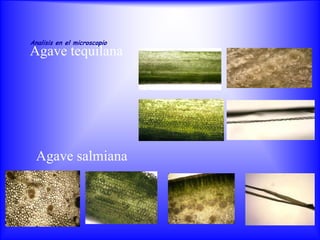Analisis en el microscopio
Agave tequilana




  Agave salmiana
 