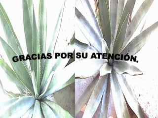 Modelacion Matematica De Fibras Naturales