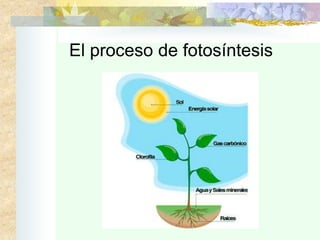 El proceso de fotosíntesis
 