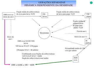 GERAÇÕES SEPARADAS DINÂMICA INDEPENDENTE DA DENSIDADE Combinando-se as frações de sobrevivência: 0,92 X 0,25 X 0,2 = 0,046  fração de sobrevivência total média 1000 ovos X 0,92=920 larvas 920 larvas X 0,25 =230 pupas 230 pupas X 0,2 = 46 adultos 1000 = 4600 x 0,046 x 100 1000 ovos no início do ano t Início do ano t Fração média de sobrevivência de ovos para larva =0,92 920 larvas Fração média de sobrevivência de larva para pupa =0,25 230 pupas Fecundidade média de 100 ovos por adulto 4600 ovos Mortalidade 46 adultos Fim do ano t Início do ano t+1 Fração média de  sobrevivência de pupa para adulto =0,20 